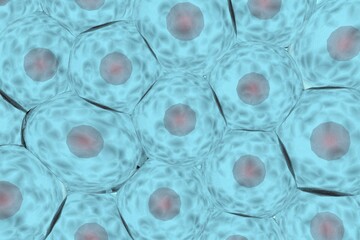 複数の動物細胞のイメージ-ノイズ多め