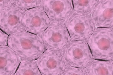 複数の動物細胞のイメージ-ノイズ多め