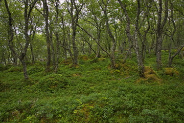 Forest on the hiking track from Petter Dass Museum to Kongshaugen in Norway, Europe 
