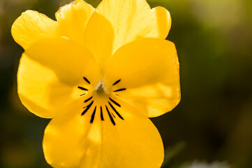 Fototapeta na wymiar Bright yellow Viola flower, back lit by the morning sunlight on a winters day, closeup pansy flower in spring, with yellow ovary, black petals, stamen an stigma