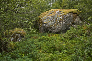Forest on the hiking track from Petter Dass Museum to Kongshaugen in Norway, Europe 
