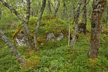 Forest on the hiking track from Petter Dass Museum to Kongshaugen in Norway, Europe 
