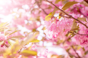 Soft focus of blooming pink cherry blossoms with sunlight filtering through petals.