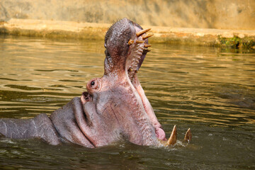 The aggressive hippopotamus (Hippopotamus amphibius) with its mouth wide open, displaying its...