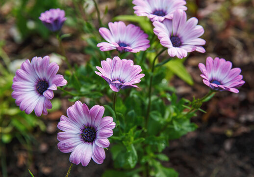 Purple osteopermum, beautiful purple flowers in the summer garden