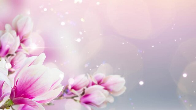 twig with fresh blooming pink magnolia flowers close up over blue background banner