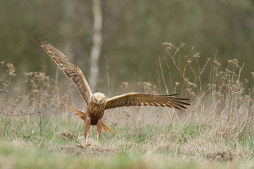 Birds of prey - Marsh Harrier Circus aeruginosus hunting time bird landing spring time