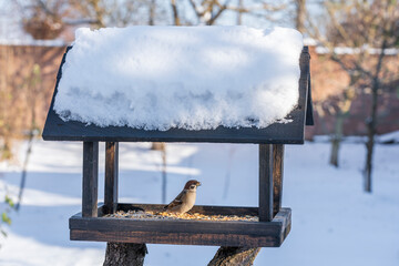 Wooden bird feeder on winter garden. Sparrows in feeder, close up
