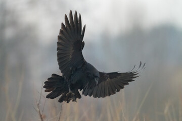 Bird beautiful flying raven Corvus corax North Poland Europe
