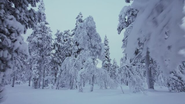Drone Flys Through Forest In Snowy Forest In Lapland, Finland, Arctic Circle