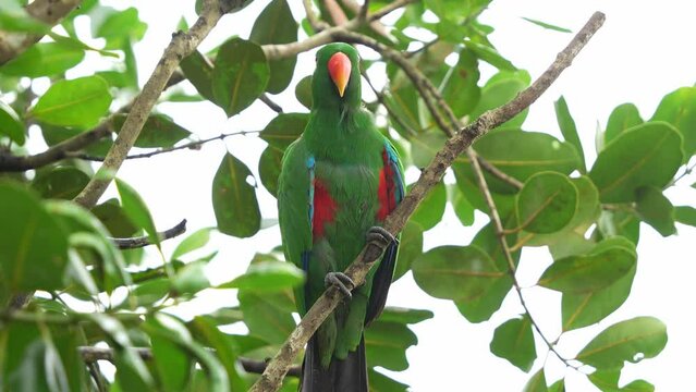 Male moluccan eclectus, Eclectus roratus spotted perching on tree branch in the forest, preening, grooming and cleaning its beautiful emerald green feathers with its beak, close up shot.