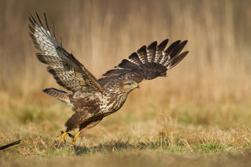Common buzzard Buteo buteo in flying, fighting buzzards in natural habitat, hawk bird on the ground, predatory bird close up hunting time winter frosty day with snow