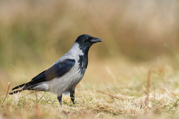 Obraz premium Bird - Hooded crow Corvus cornix in amazing warm background Poland Europe