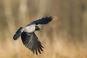 Obraz premium Bird - Hooded crow Corvus cornix in amazing warm background Poland Europe