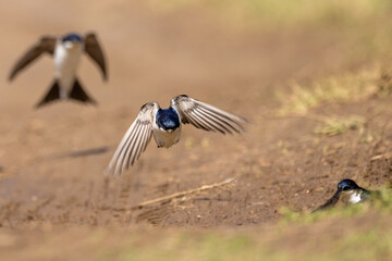 House Martin landing on the ground