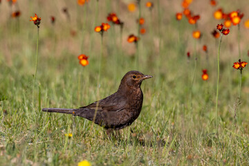 Common blackbird in front of red flowers