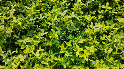 Obraz premium green grass background texture 