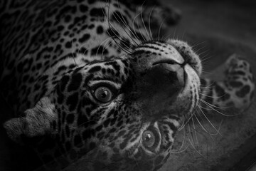 見つめるジャガー