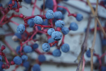 Close-up of blue fruits climbing plant on the outside wall of the house.