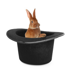 Cute rabbit in top hat on white background. Magician trick