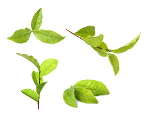 Fresh green tea leaves isolated on white, set