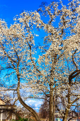 Beautiful blooming white magnolia tree in park