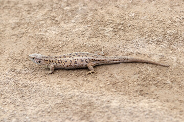 Close up small lizard sunbathing in nature. Small lizard basking in the sun. Cute reptile in wildlife. Lacerta agilis. Portrait of a Sand lizard in a natural environment.