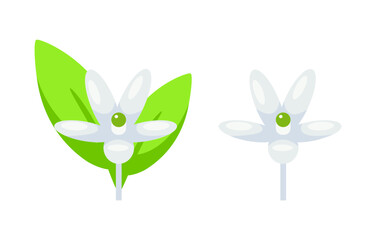 Citrus flower in full bloom next to a budding flower, depicted with a simplistic style on a white background