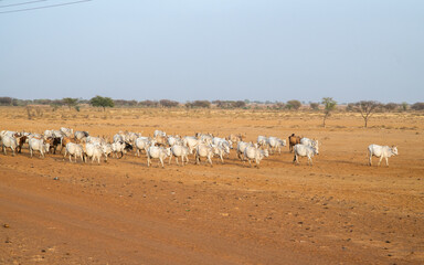 Un troupeau de zébu dans la savane du Sahel en Afrique