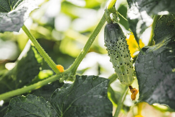 The concept of growing greenhouse cucumbers. The farmer's summer harvest.