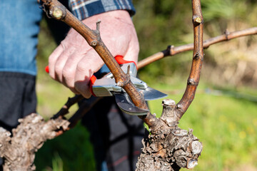 Farmer pruning the vine in winter. Agriculture.