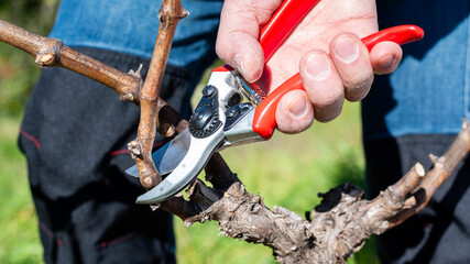 Farmer pruning the vine in winter. Agriculture.