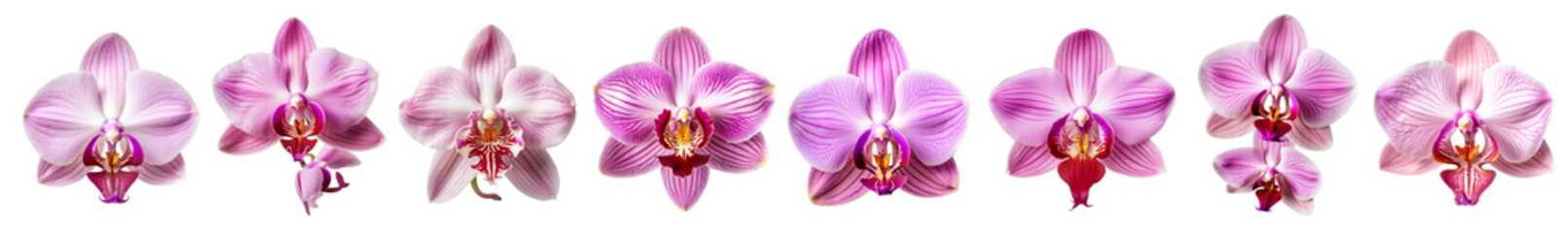 isolated illustration of pink orchid flowers. Created with Generative AI