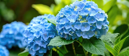 Rolgordijnen A blooming cluster of blue hydrangea flowers, symbolizing plenty. © 2rogan