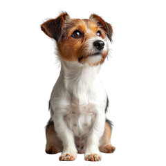 jack russell terrier puppy isolated on white background, dog isolated