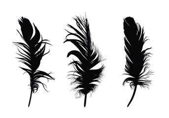 The set of bird feather silhouettes. 
