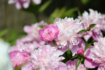 Relaxing english cottage garden scene showing beautiful pink peonies flowers in summer sunshine.