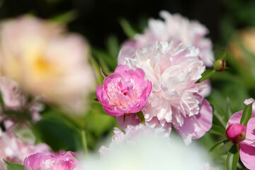 Relaxing english cottage garden scene showing beautiful pink peonies flowers in summer sunshine.