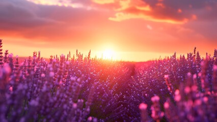 Sunset over Lavender Field: Warm Hues Bathe the Landscape