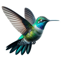 Fototapeta premium A Hummingbird isolated on transparent or white background, png