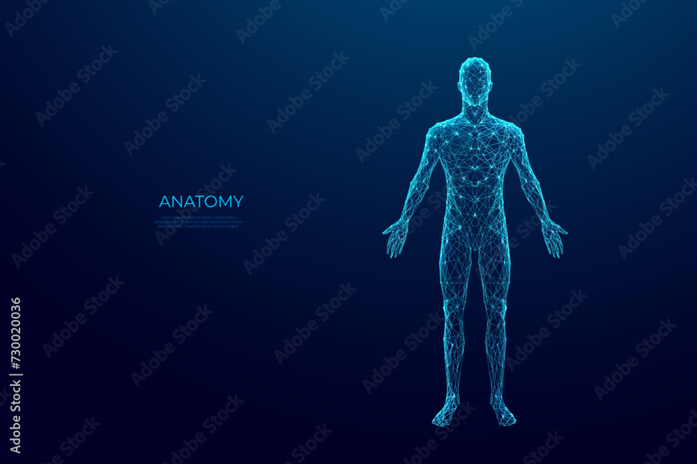 Wall mural Abstract digital human body. Polygonal wireframe silhouette. Low poly anatomy blue background. Technology futuristic man or woman model. 3D vector illustration consists of thin lines, connected dots. 