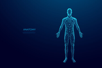 Abstract digital human body. Polygonal wireframe silhouette. Low poly anatomy blue background. Technology futuristic man or woman model. 3D vector illustration consists of thin lines, connected dots. 