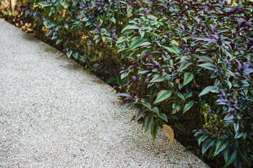 Decorative plants in the garden with harmonious and warm colors. Photographed on a sunny morning