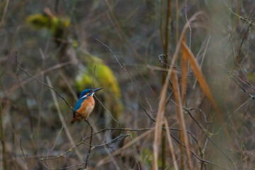 Eisvogel sitzt auf einem Ast in seinem Habitat