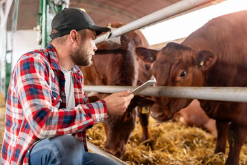 Farmer and cows in ranch. Man rancher with digital tablet in hands working at livestock farm....