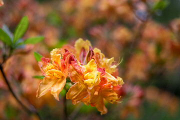 Beautiful orange azalea flowers in spring, close up