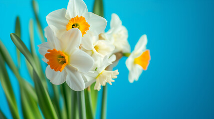  daffodils on a blue background