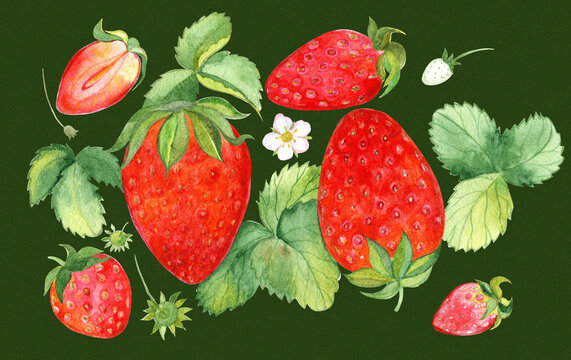 Watercolor image of ripe strawberries, leaves and flowers on a green background.