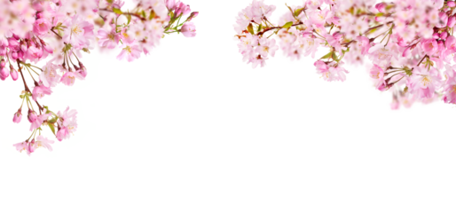 Fresh bright pink cherry blossom flowers on a tree branch in spring, sakura springtime season, isolated against a transparent background.