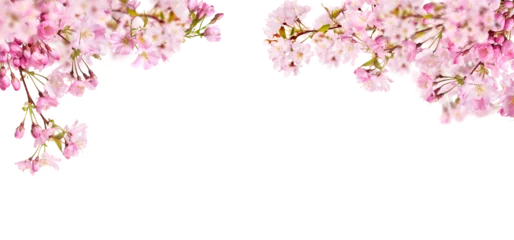 Gordijnen Fresh bright pink cherry blossom flowers on a tree branch in spring, sakura springtime season, isolated against a transparent background. © Duncan Andison